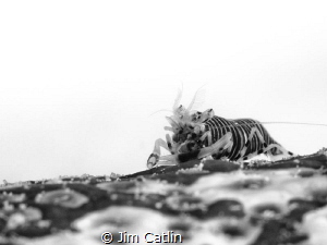 'Sea Badger' by Jim Catlin 